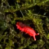 red springtail macro close up shot