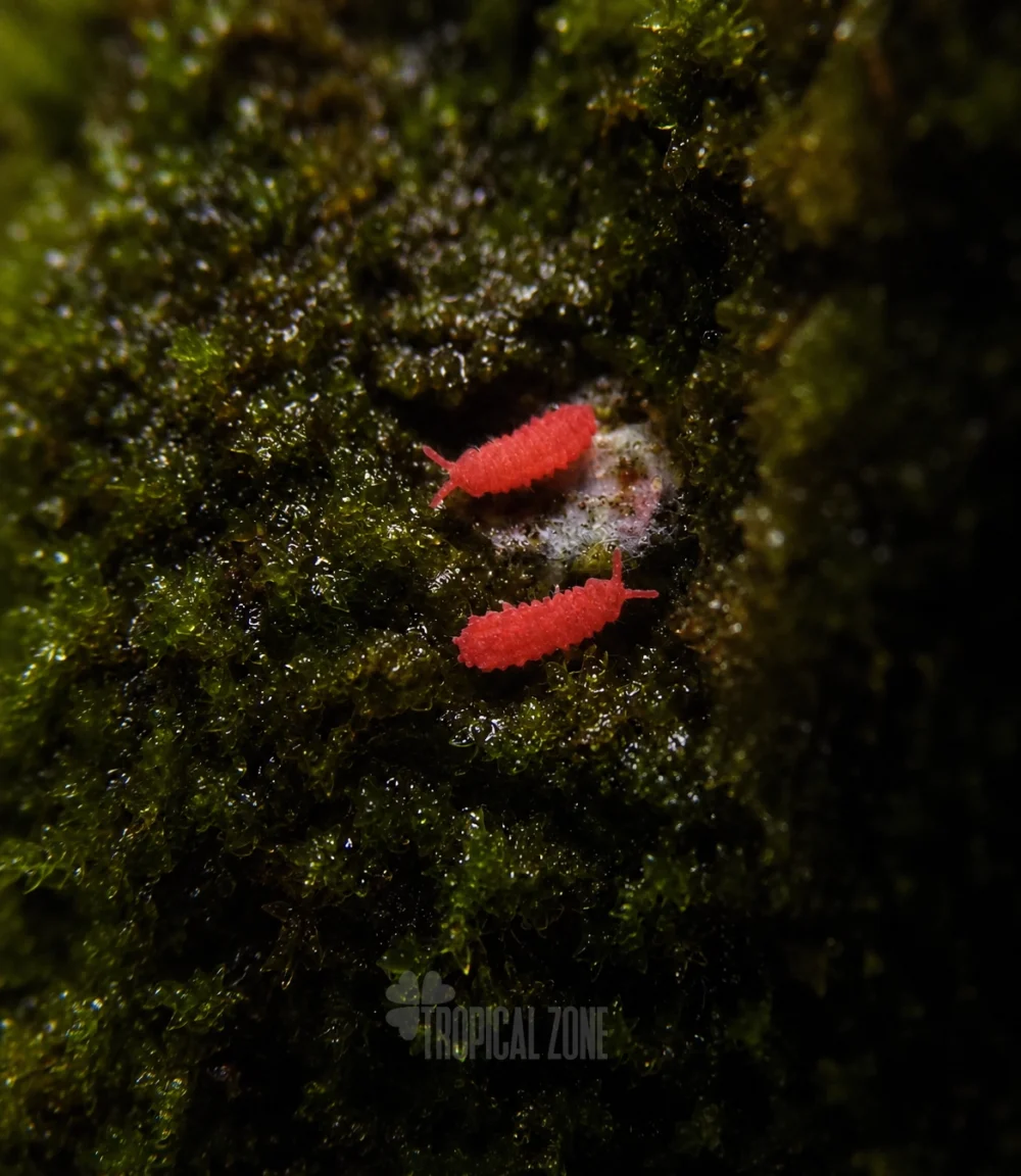 red springtails eating mold