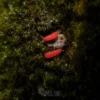 red springtails eating mold