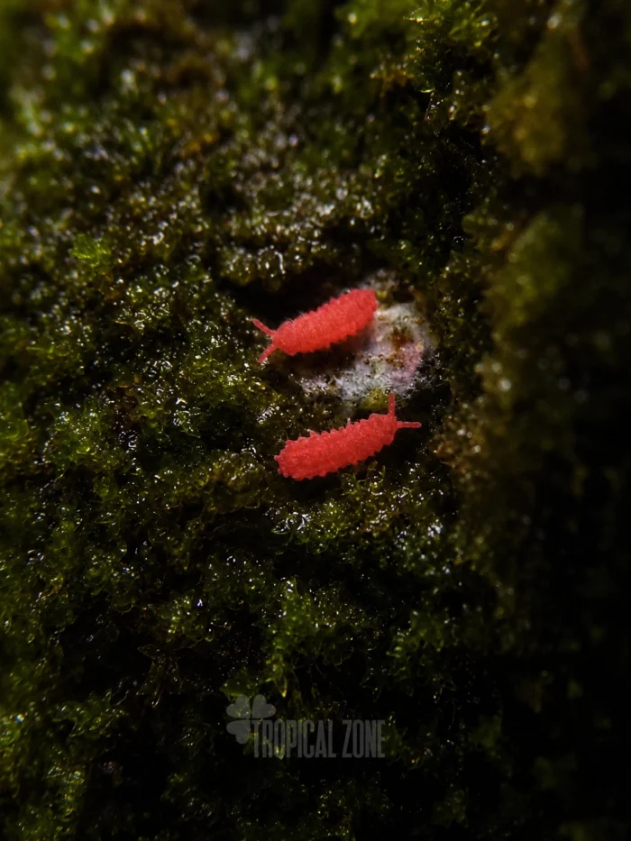 red springtails eating mold