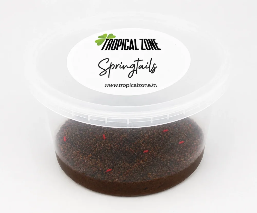 red springtails culture