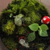 red springtails in a terrarium