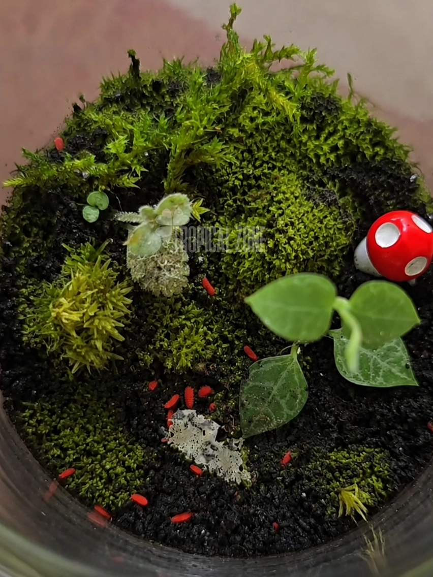 red springtails in a terrarium