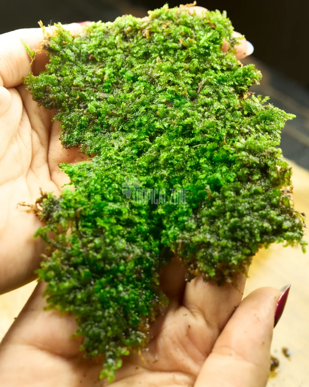 lush green live sheet moss