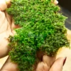 lush green live sheet moss