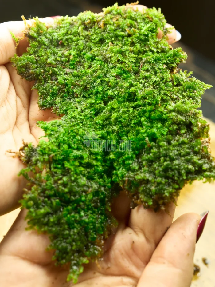 sheet_moss lush green live sheet moss