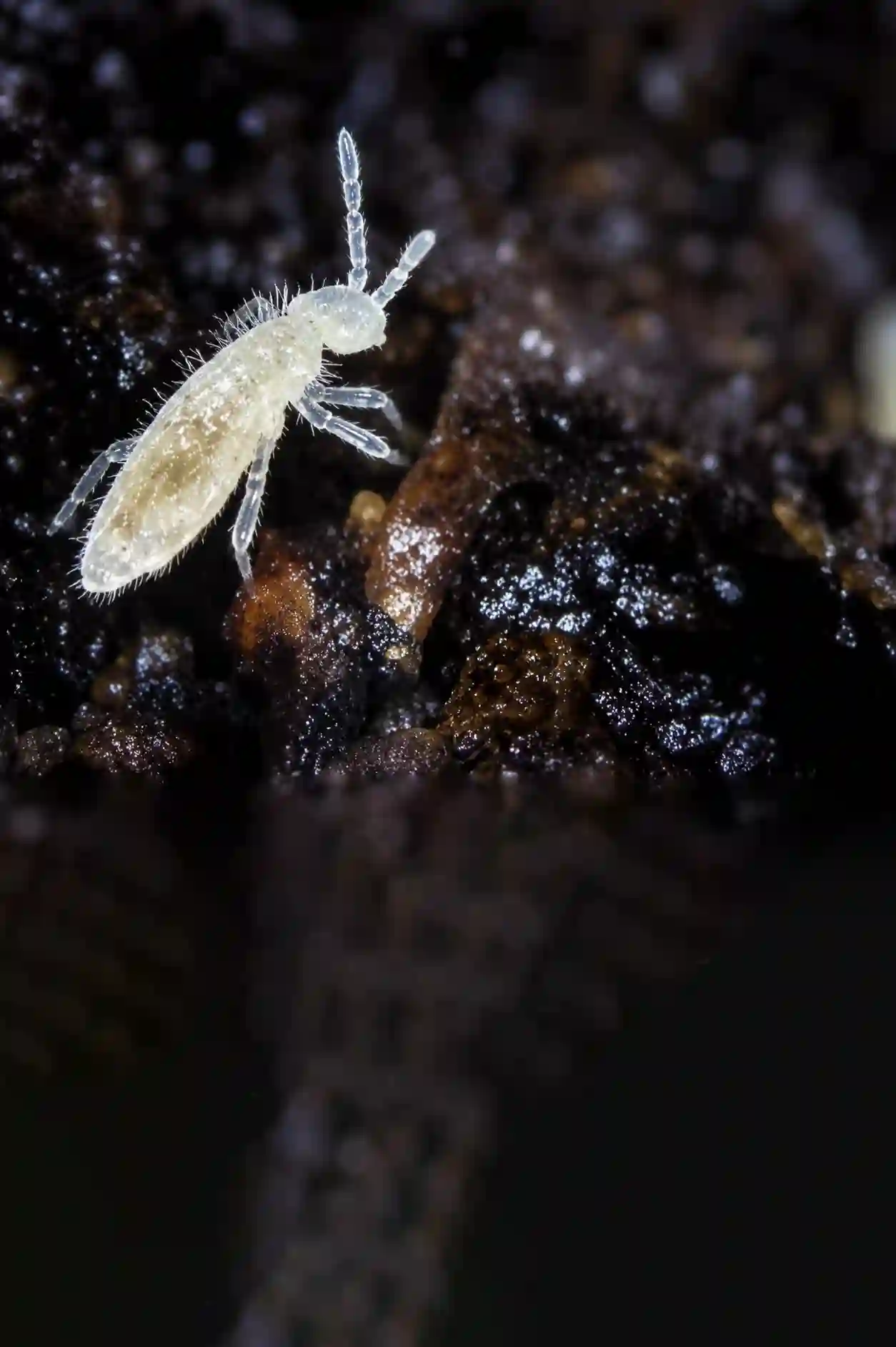 Springtail on moist terrarium soil