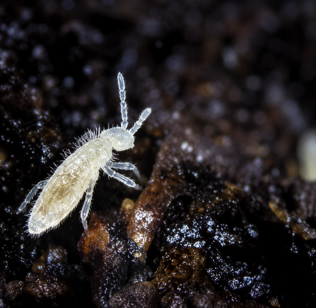 Springtails macro