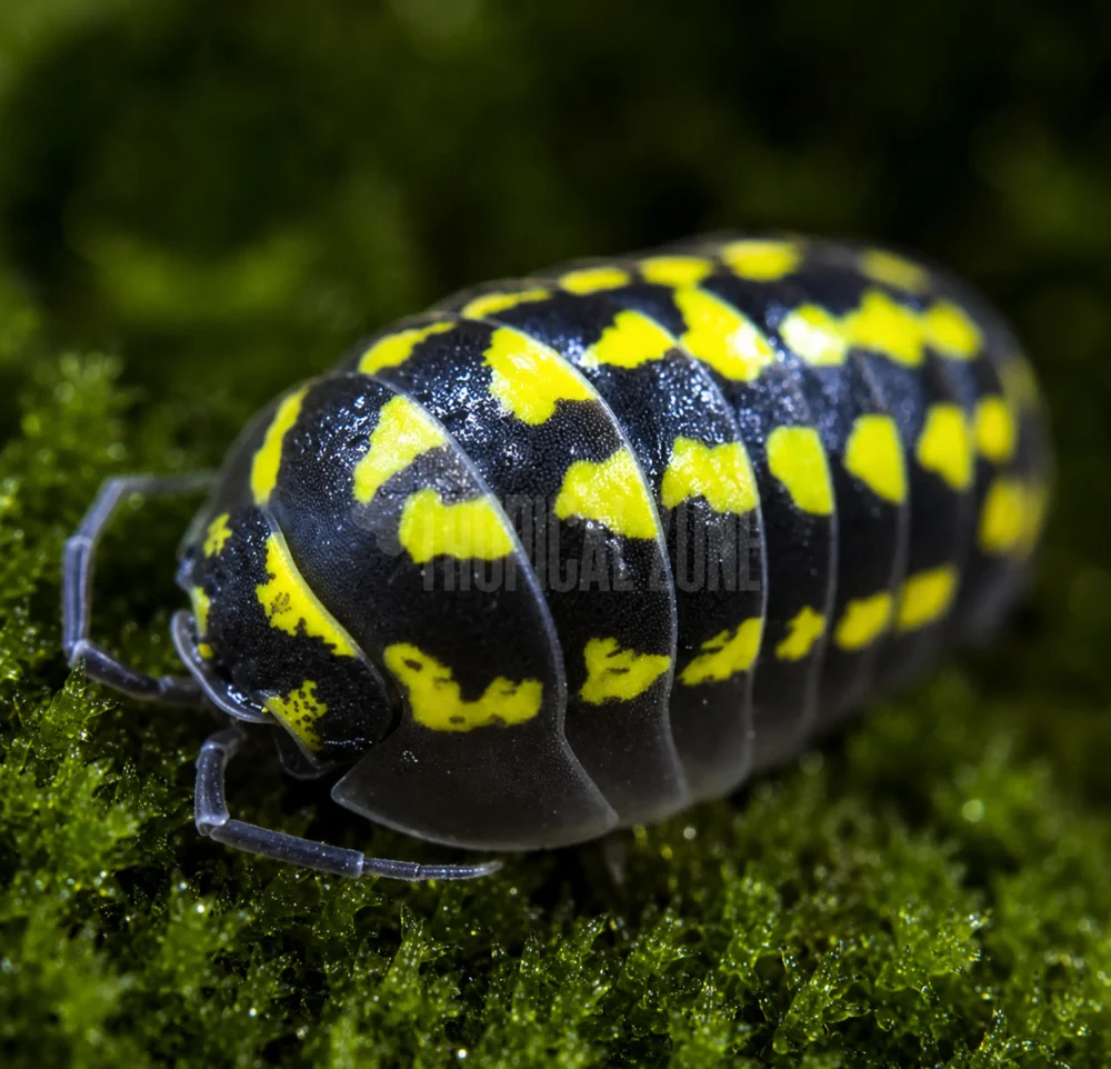 Armadillidium gestroi isopod