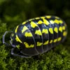 Armadillidium gestroi isopod