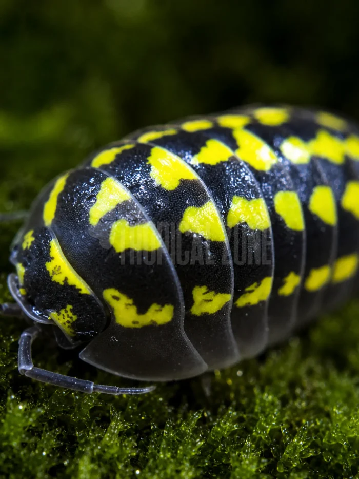 Armadillidium gestroi isopod
