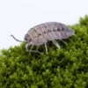 Armadillidium peraccae isopod close up
