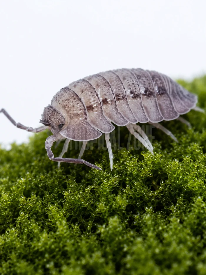 Armadillidium peraccae 1 Armadillidium peraccae isopod close up