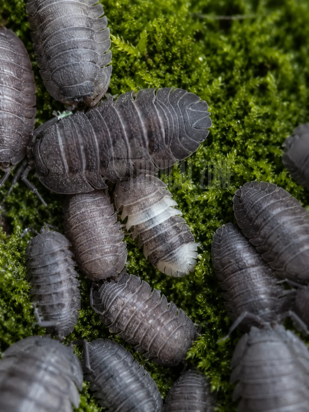 Armadillidium peraccae isopod culture