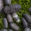 Armadillidium peraccae isopod culture