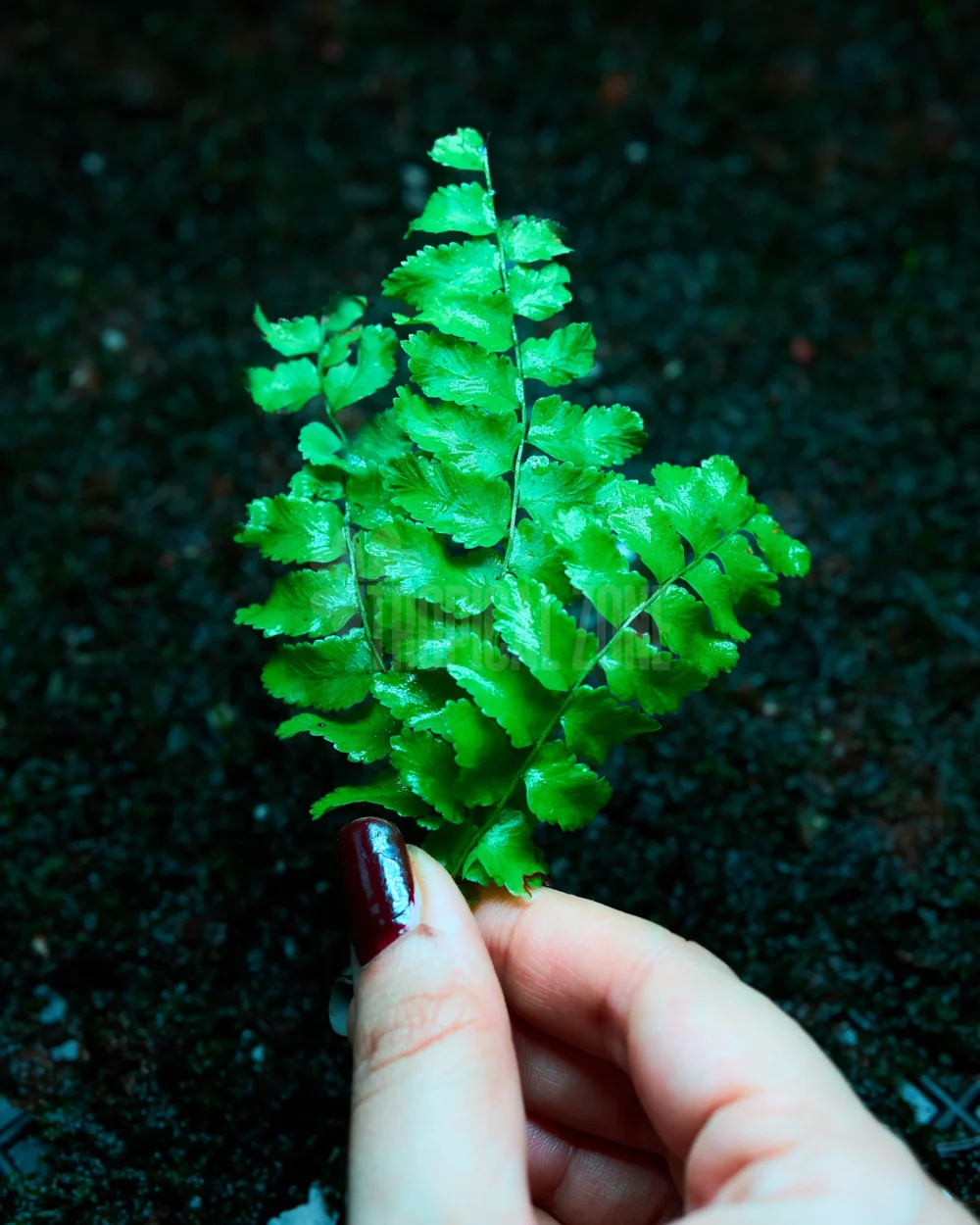 Boston fern close up