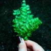 Boston fern close up