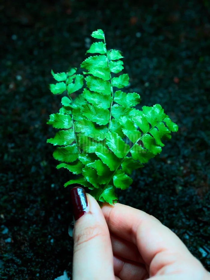 Boston Fern 6 Boston fern close up
