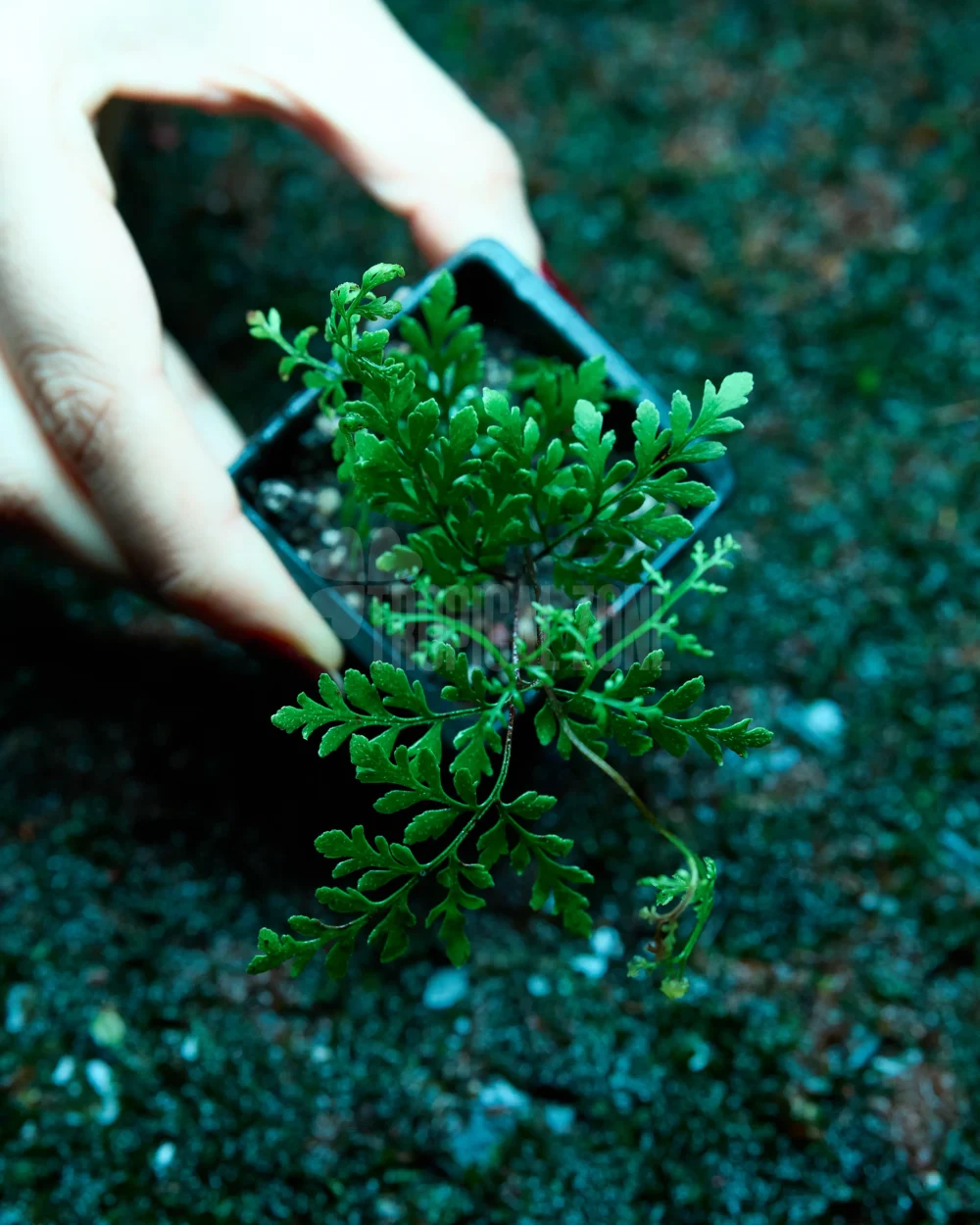 Cheilanthes Lanosa fern close up