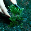 Cheilanthes Lanosa fern close up