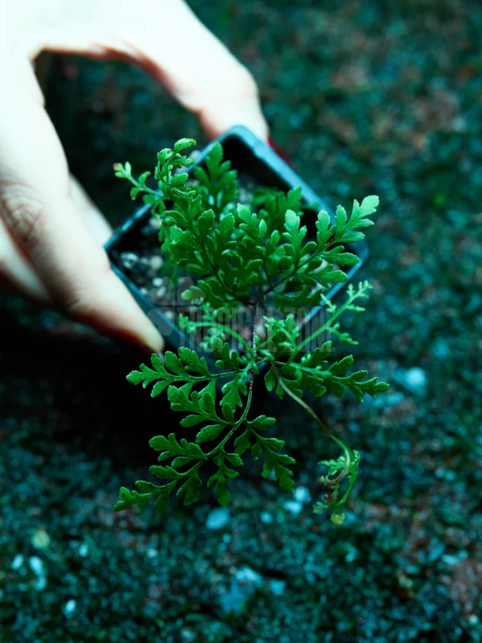 Cheilanthes Lanosa fern close up