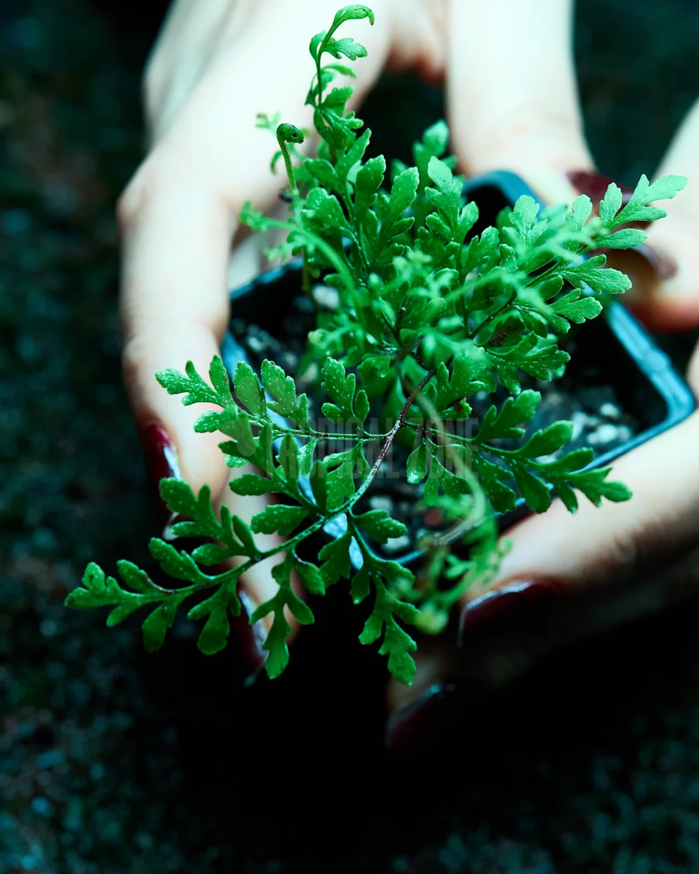Cheilanthes Lanosa fern in forest