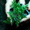 Cheilanthes Lanosa fern in forest