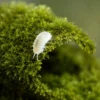 Cubaris Murina Glacier on moss in forest