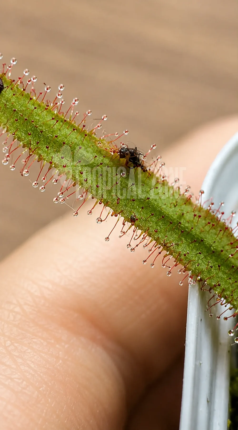 Drosera Adelae dew covered leaf