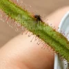 Drosera Adelae dew covered leaf