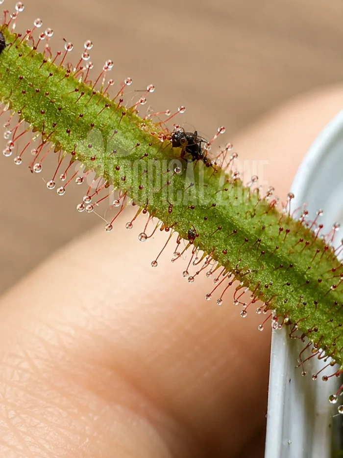 Drosera Adelae dew covered leaf