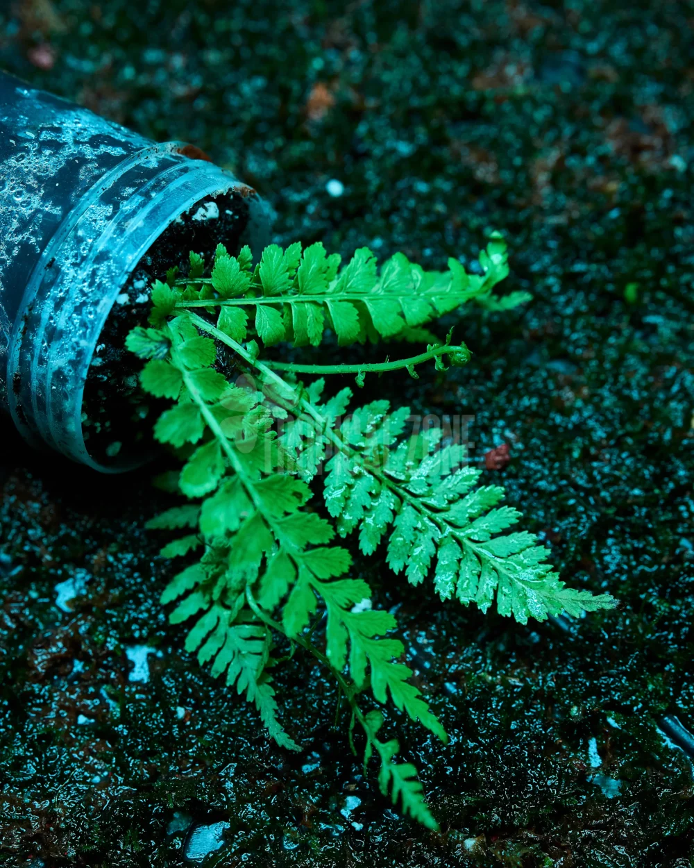 Dryopteris crassirhizoma in forest