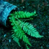 Dryopteris crassirhizoma in forest