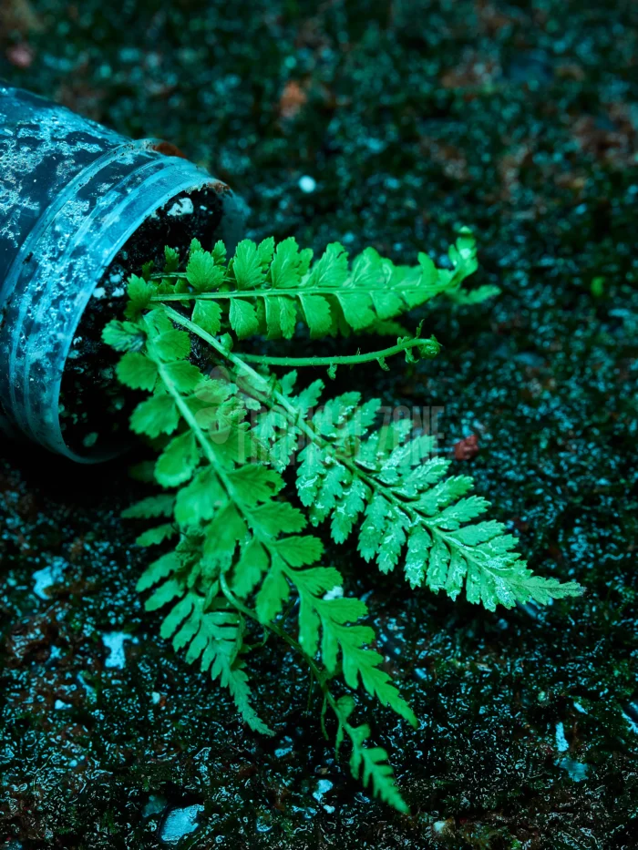 Dryopteris crassirhizoma in forest