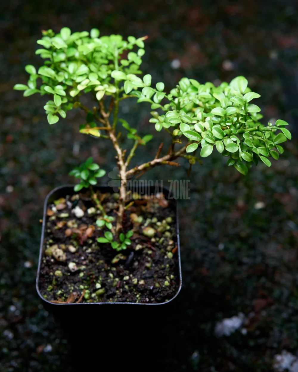 Dwarf Murraya paniculata