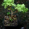 Dwarf Murraya paniculata