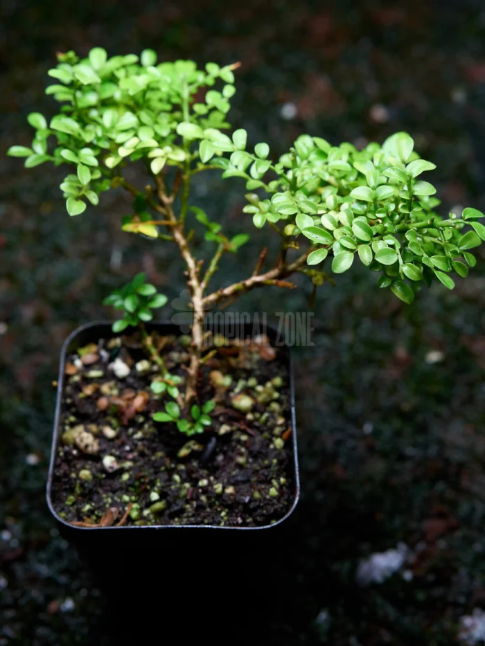 Dwarf Murraya paniculata