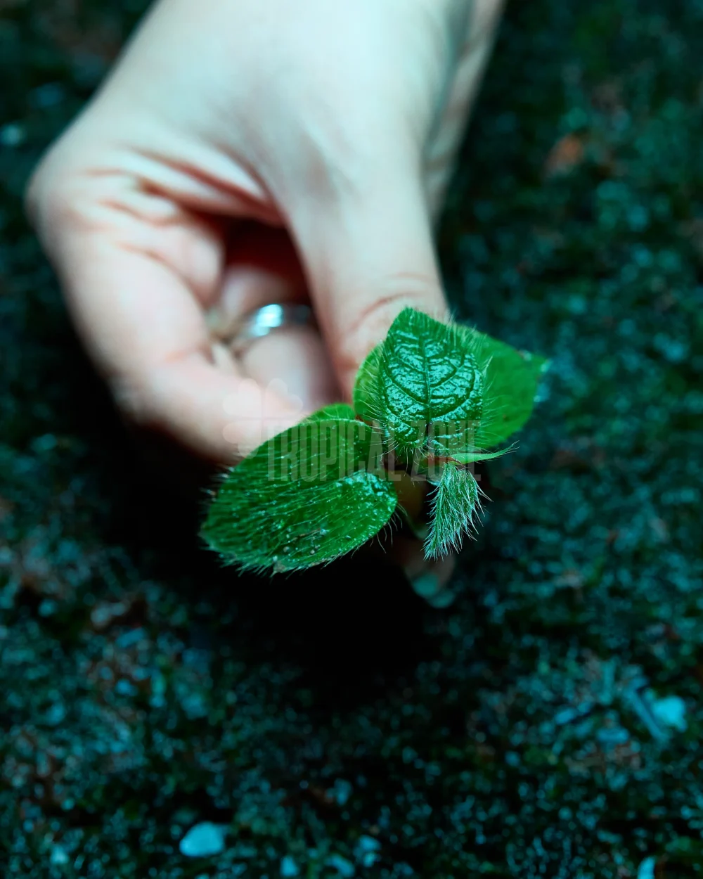 Ficus Villosa in forest