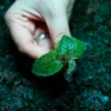 Ficus Villosa in forest
