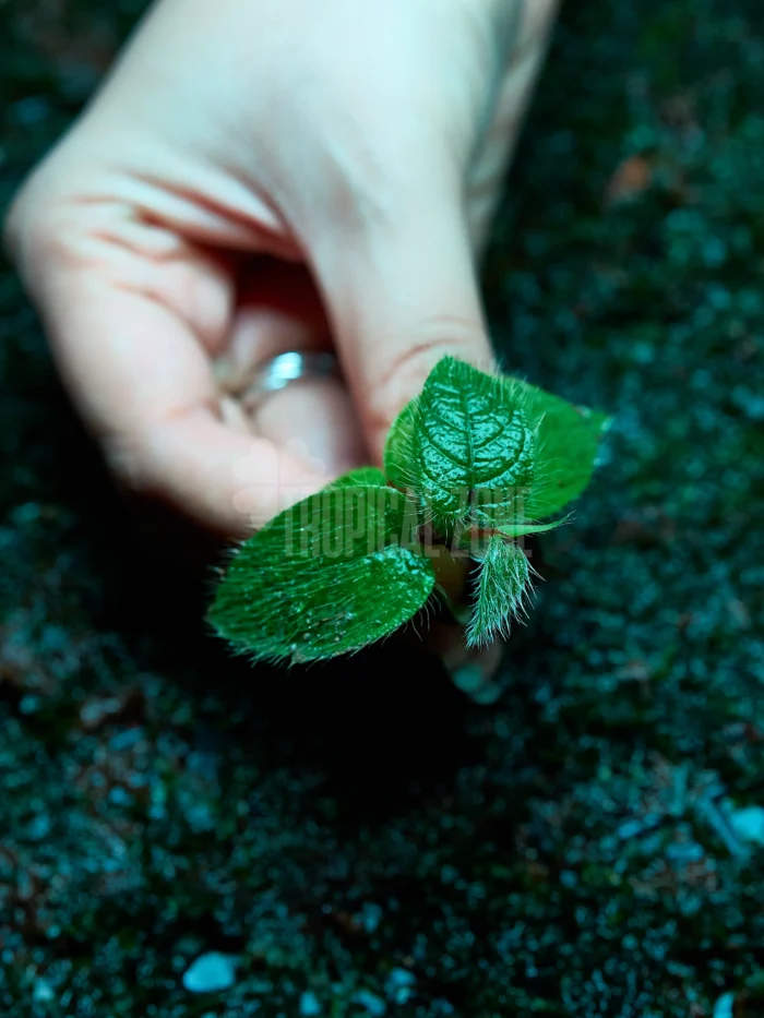 Ficus Villosa in forest