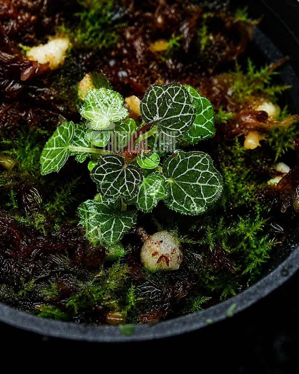 micro strawberry begonia macro shot