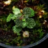 micro strawberry begonia macro shot
