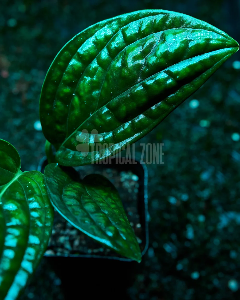 monstera peru