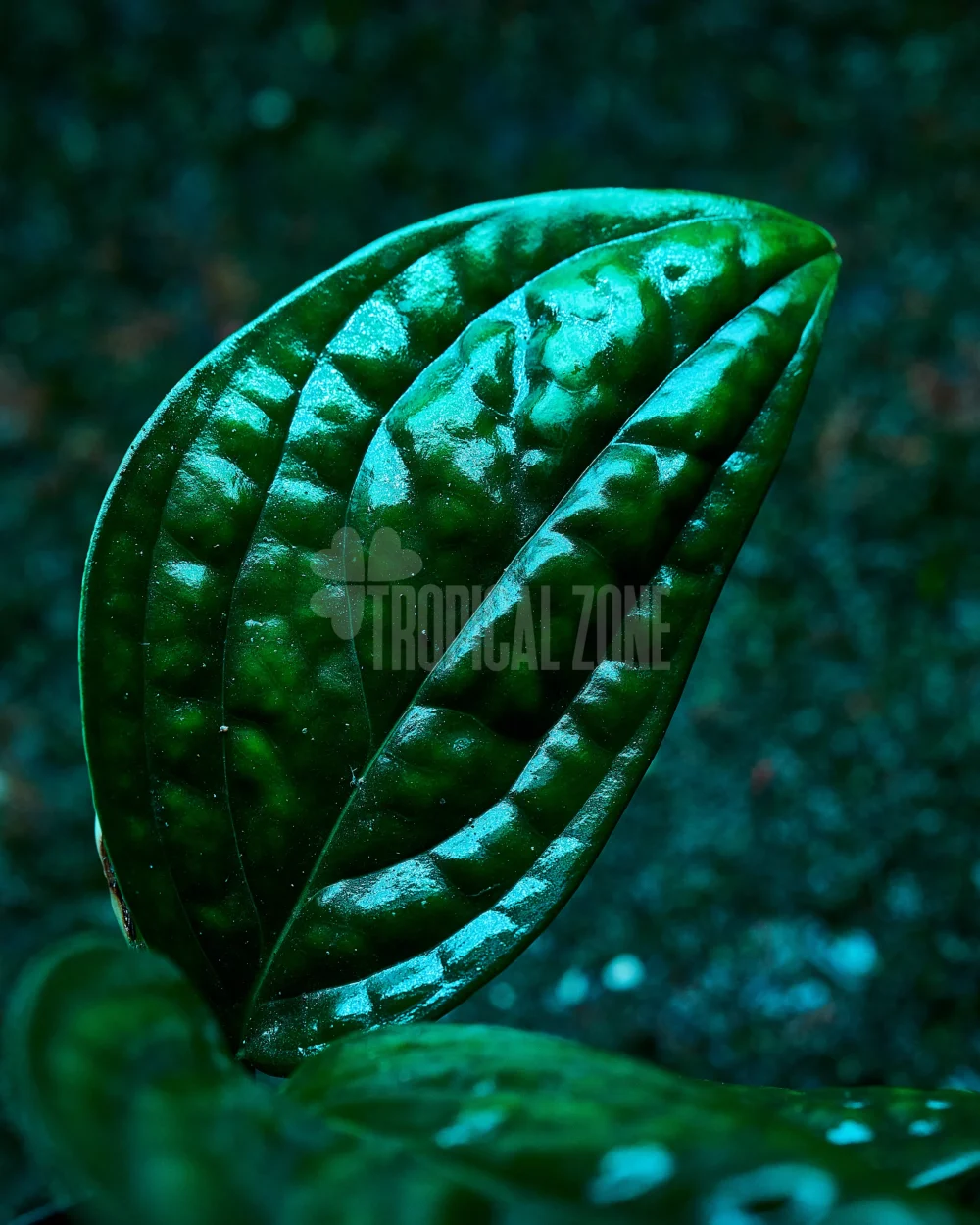 monstera peru