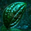 monstera peru