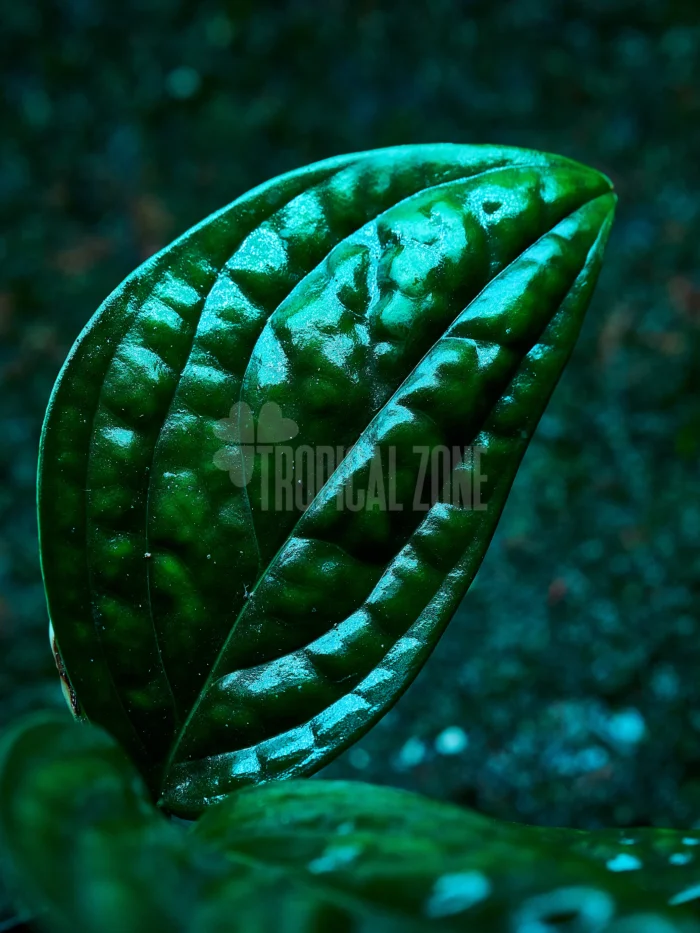 monstera peru