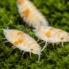 orange Dalmatian isopod