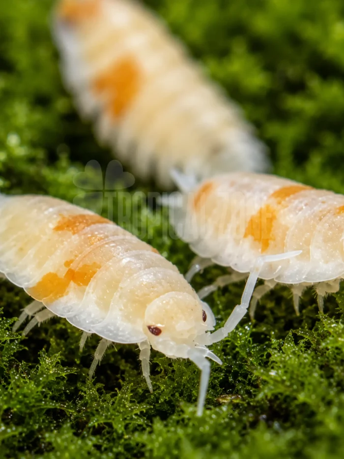 orange Dalmatian isopod