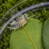 Oreo crumble isopod