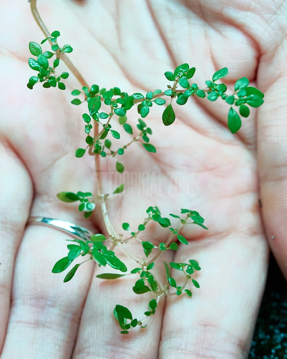 Pilea Microphylla macro shot